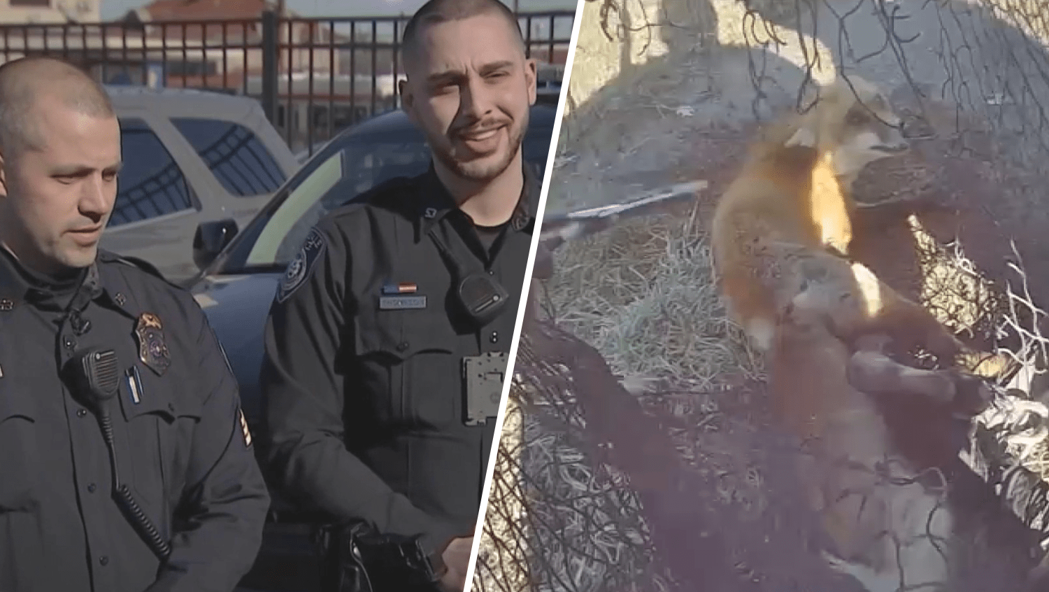 Lansdale police officers who rescued a fox.