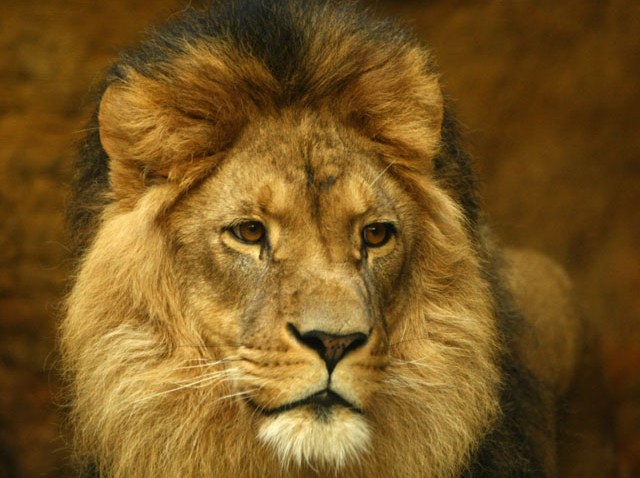 85835085CK048_Animals_Of_Wu