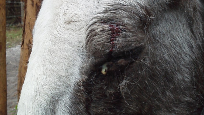 011714 horse pit bull attack