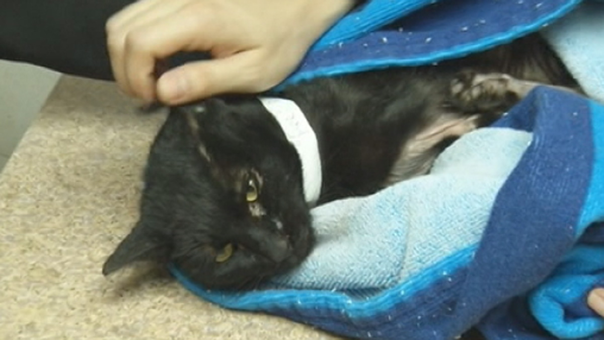 Cat Rescued From Drain Pipe Recovering at Animal Clinic NBC 6 South