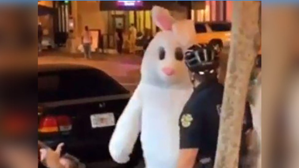 Infamous ‘Florida Easter Bunny’ Arrested After HitandRun NBC 6