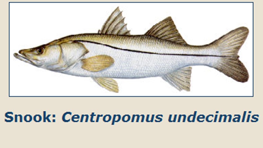 012814 snook