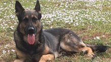 013117 alex k9 palm beach sheriff