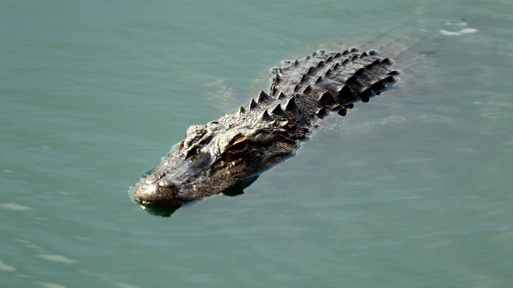 Florida will expand alligator hunting hours to 24/7 when the