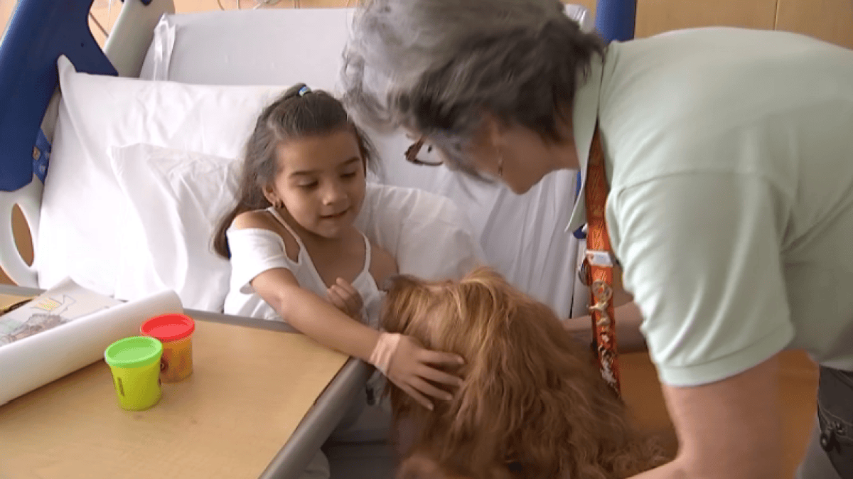 Furry Volunteer Helps Comfort Sick Kids at South Florida Hospital – NBC ...