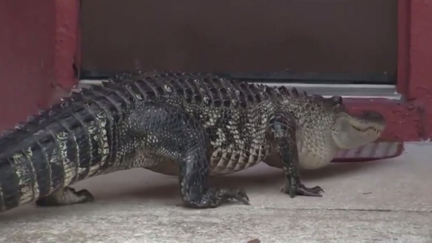 022718 alligator traps florida family inside home