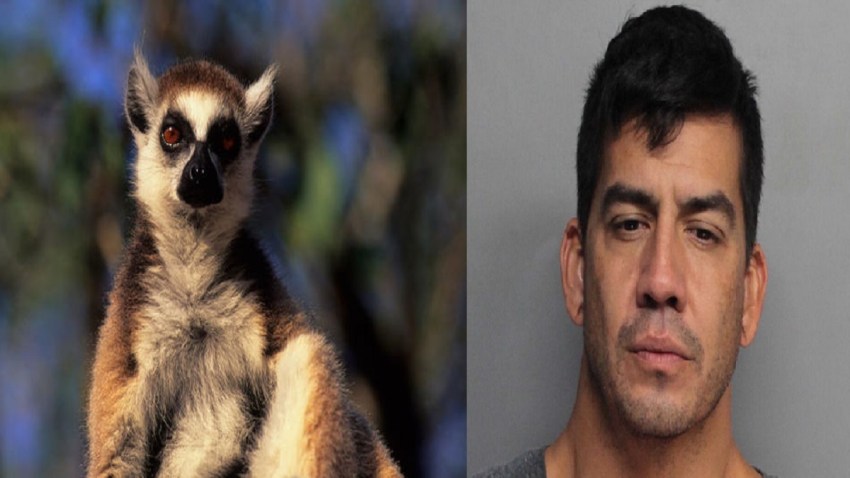 030618 Lemur Arrest False Report