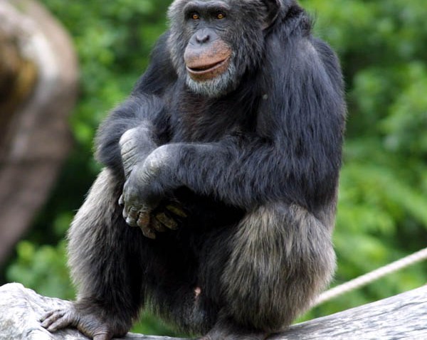 030709 Sweden Chimp thumb