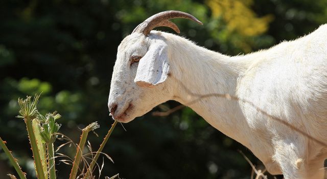 Not Kidding Around: Woman Sues for Paternity Test on Goats – NBC 6 ...