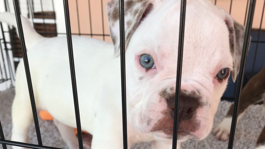 031418 stolen puppy american bulldog miami-dade