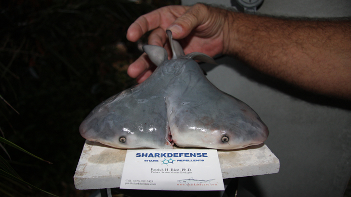 032613 two-headed bull shark