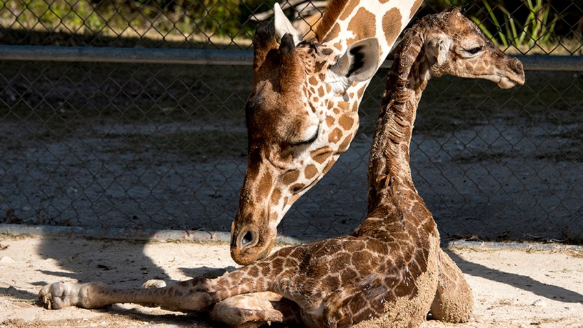 Zoo Miami Welcomes Baby Giraffe, the 52nd Born at the Park – NBC 6