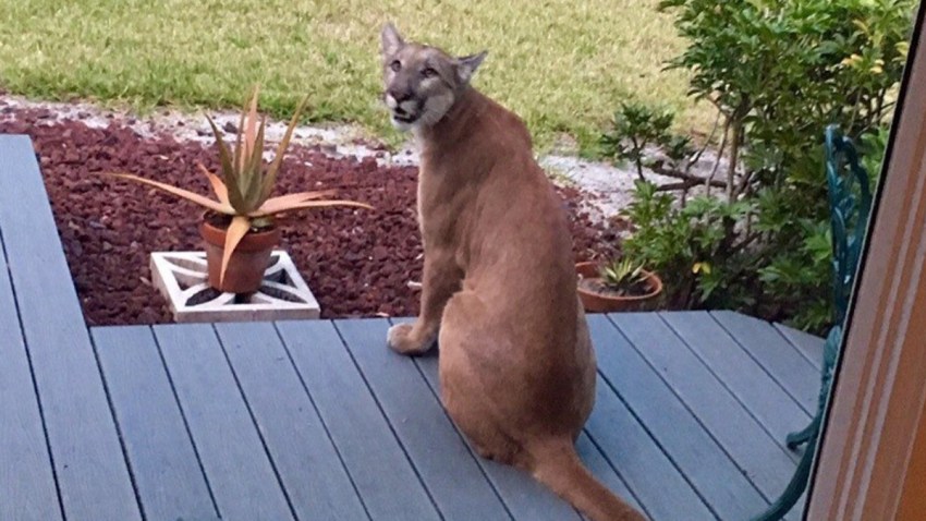 033016 florida panther on porch fort myers