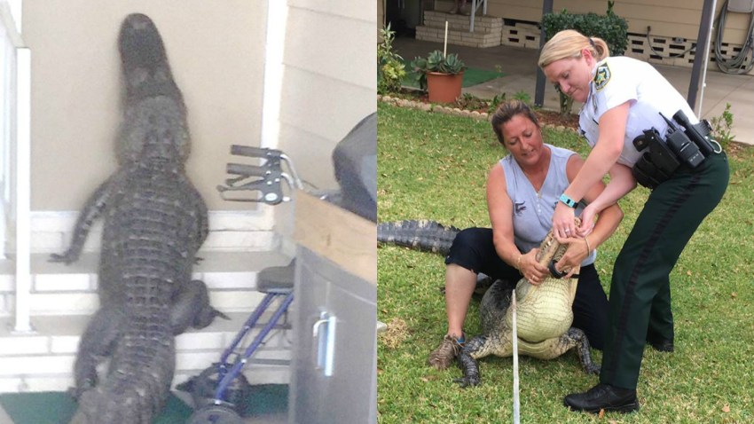 Alligator Approaches Resident S Front Door In Plant City Nbc 6