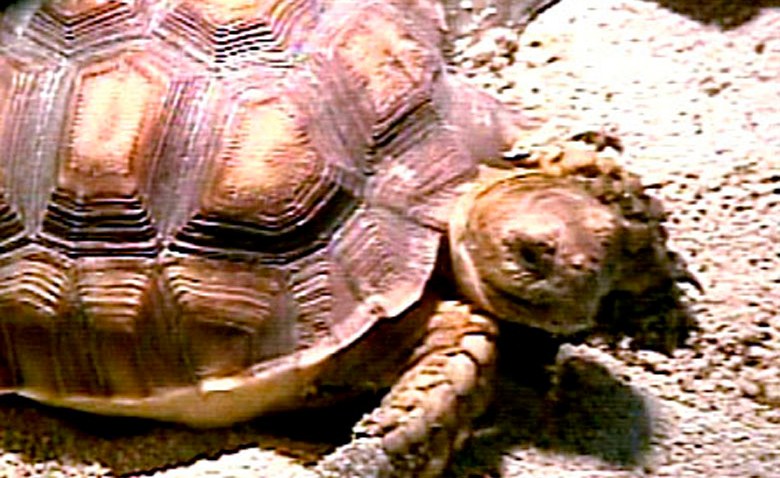 Man Busted for Stealing 119 Sea Turtle Eggs – NBC 6 South Florida