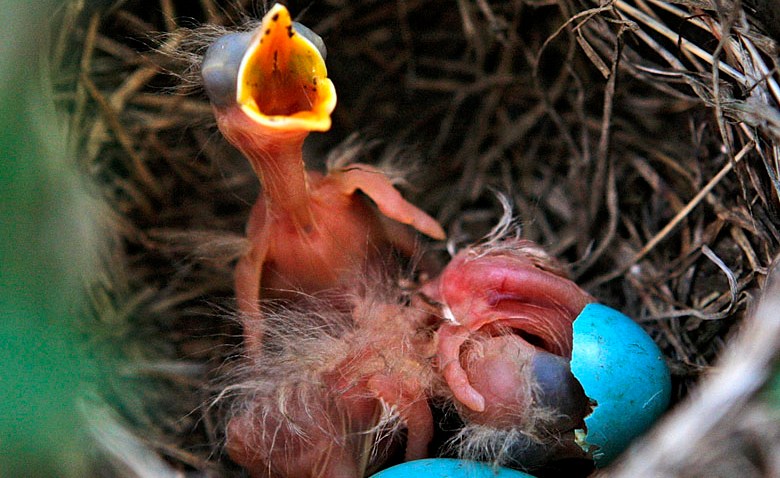 Nesting Bird Causes Massive Power Outage Nbc 6 South Florida