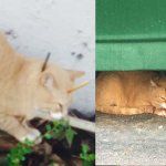 042617 cat impaled with arrow