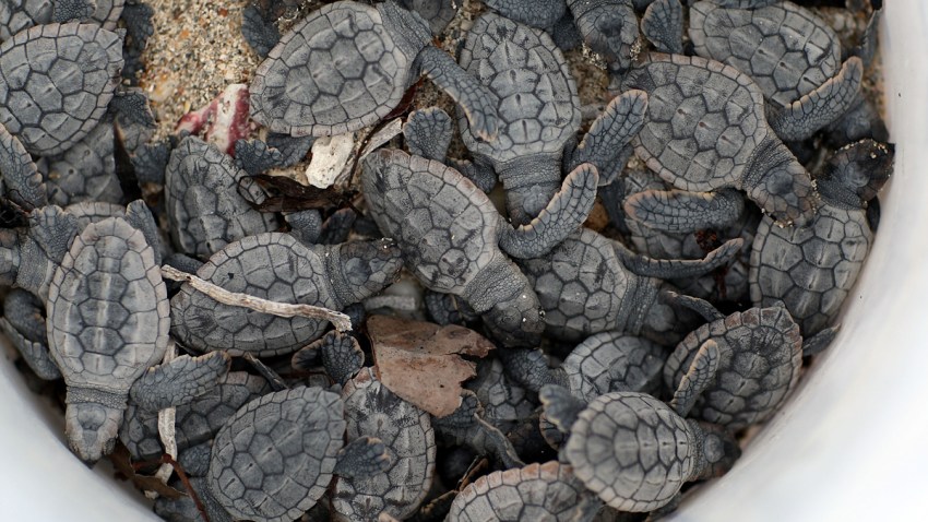 Men Steal 93 Sea Turtle Eggs From South Florida Beach Officials Nbc