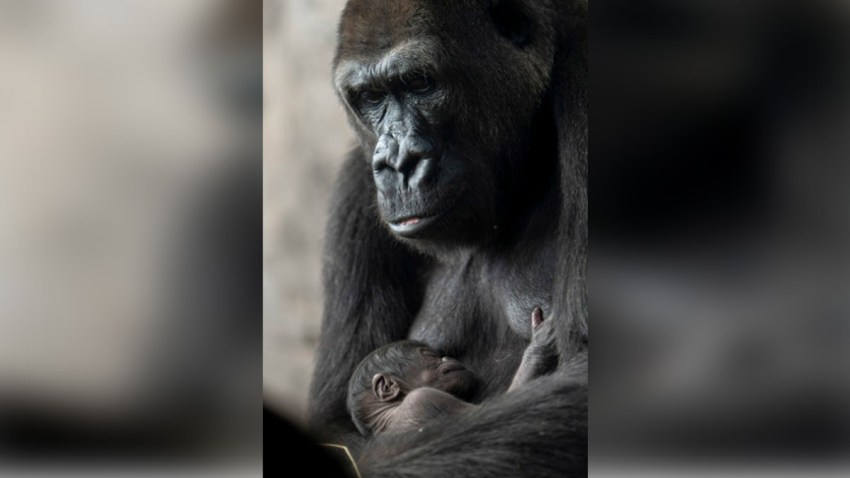 050219 grace disney world gorilla