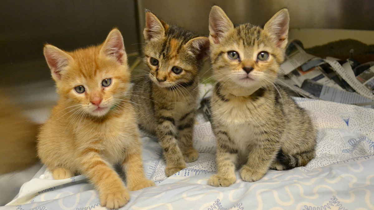 Wanted Foster Parents for Miami Kittens NBC 6 South Florida