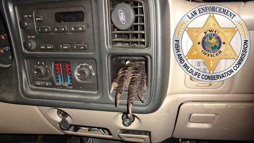 050916 alligator foot dashboard fwc