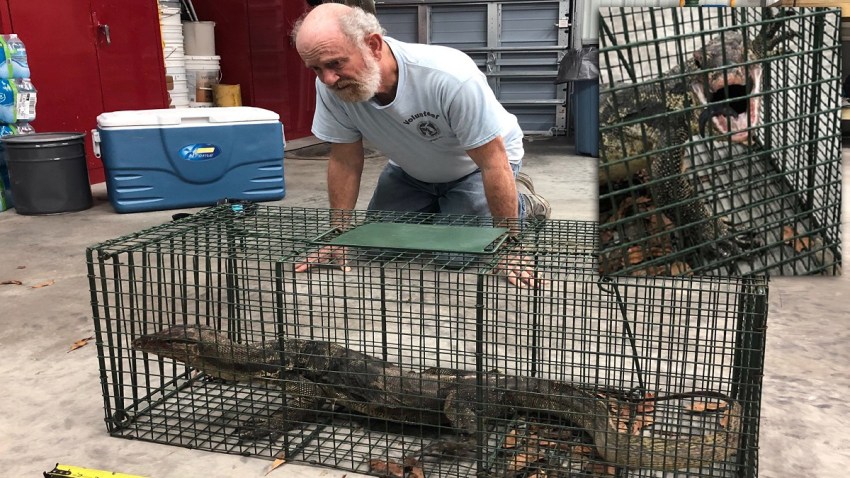 Leaping Lizards: Florida Wildlife Officials Catch Large Invasive Lizard