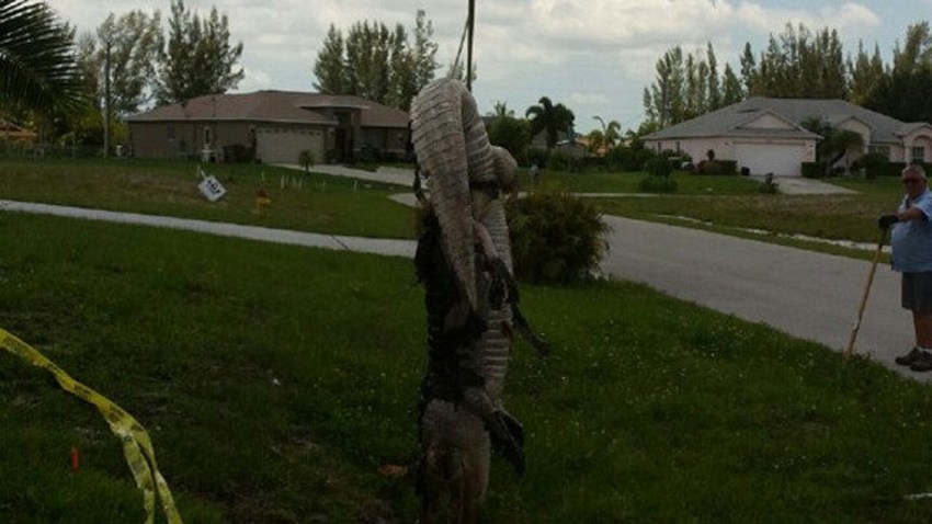 052015 dead alligator in drain wbbh