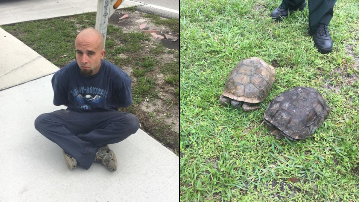 Florida Man Planned To Eat Gopher Tortoises Deputies Nbc 6