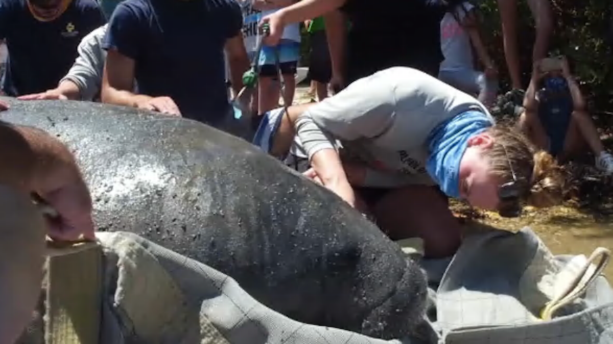 Rehabilitated Manatees Returned to Florida Keys Waters – NBC 6 South Florida