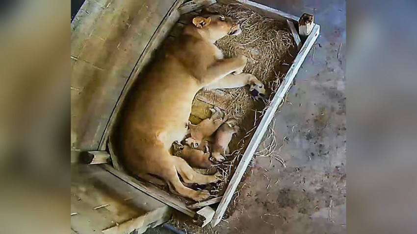 052419 baby lions born naples florida