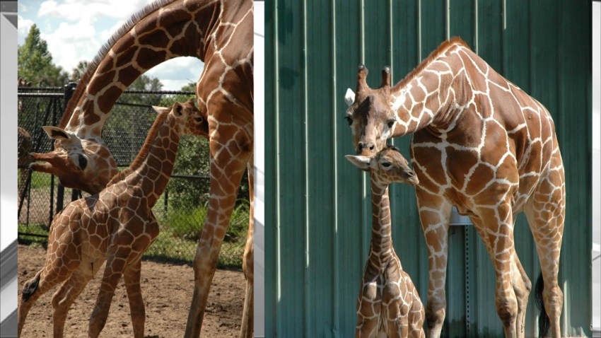 052616 baby giraffe jacksonville