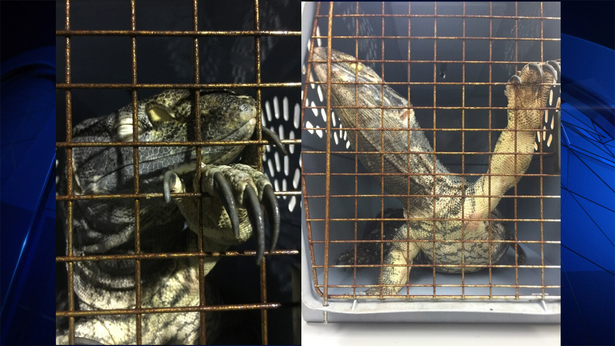 Exotic African Lizard Found Roaming on Plane NBC 6 South Florida
