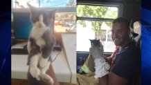 052917 Miami Beach Kitten Rescued