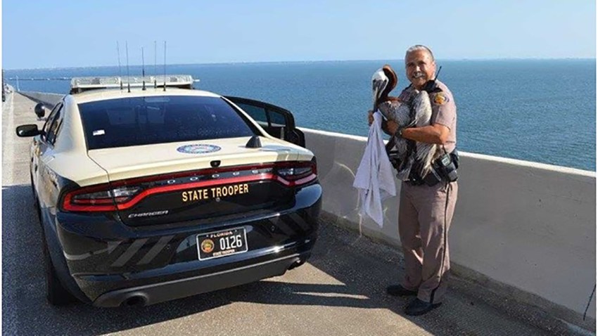053119 pelican rescued sunshine skyway birdge