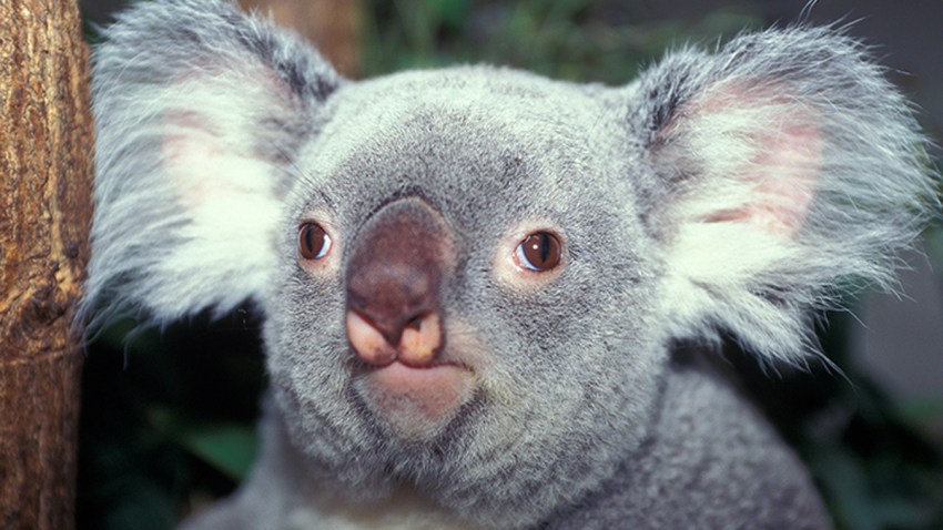 060115 danda-loo zoo miami koala