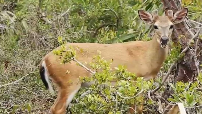 060218 deer