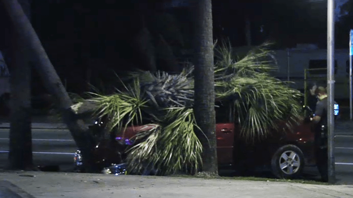 Woman Killed After Palm Tree Falls On Car During Crash NBC 6 South
