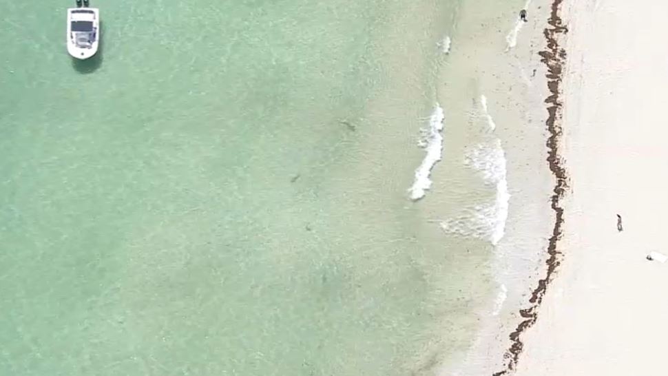 Shiver Of Sharks Seen Swimming Along Miami Beach Shoreline