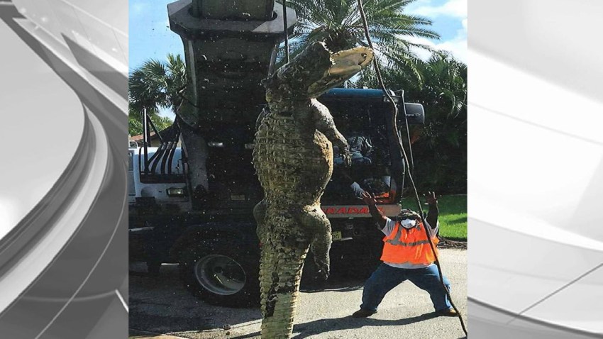 061416 giant alligator background