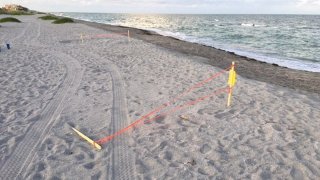 062618 sea turtle nests run over siesta key fwc