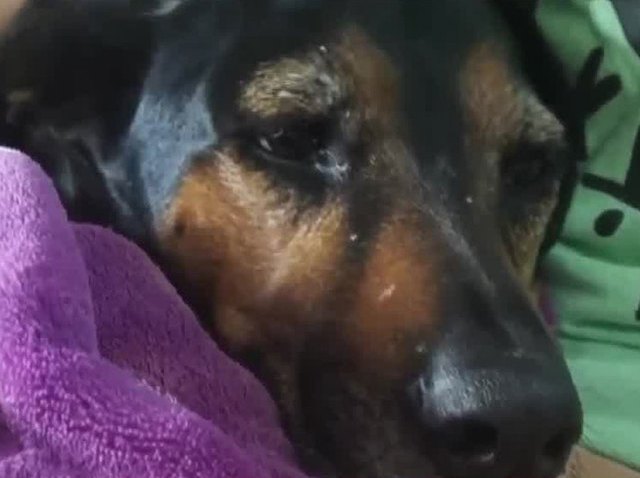062717 bee stings kill boca raton dog