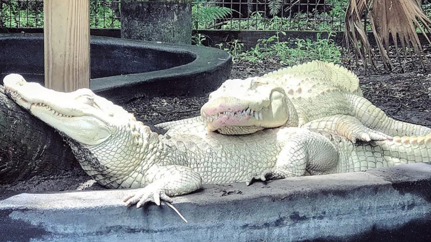 062719 albino alligators florida park