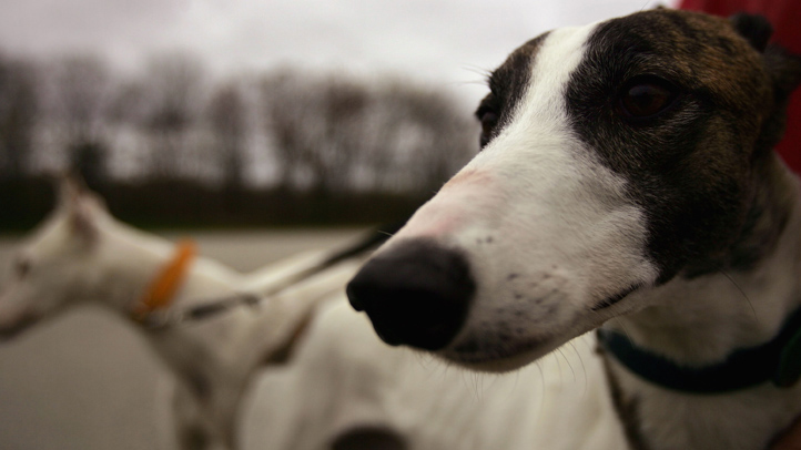 52758249SP002_Greyhound
