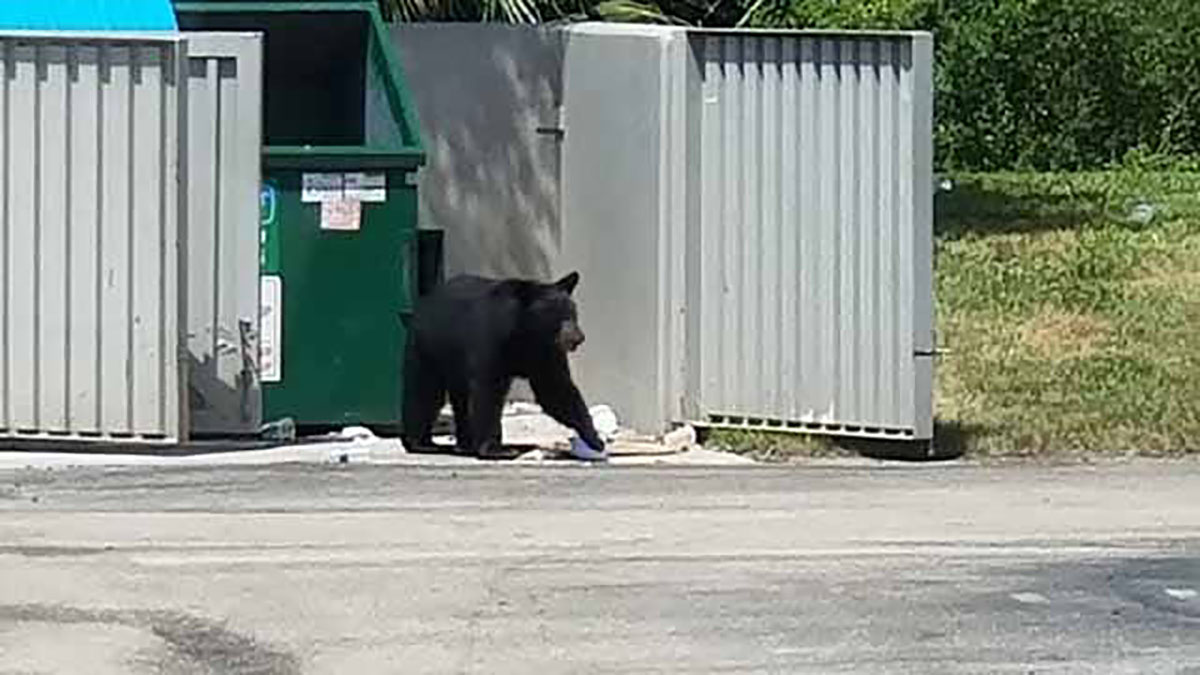 Black Bear Spotted Several Times Diving Into Dumpster at Fort Myers ...