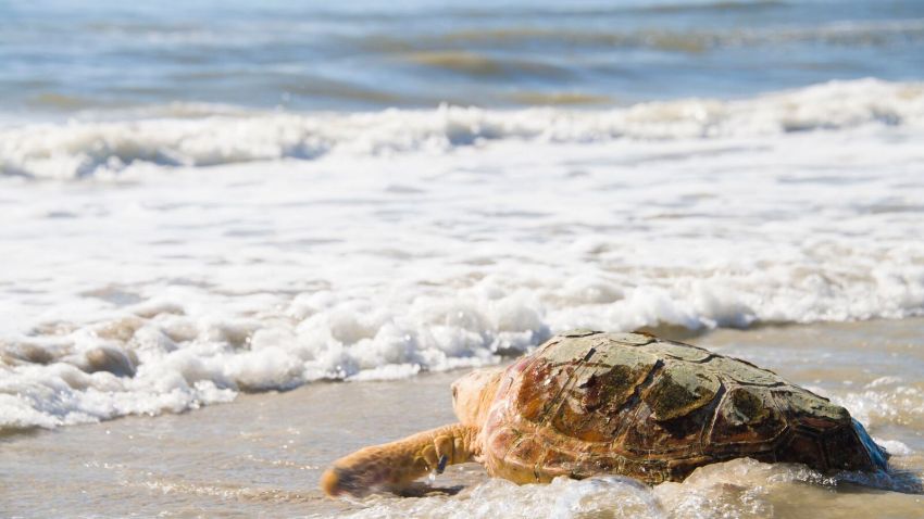 070517TURTLE