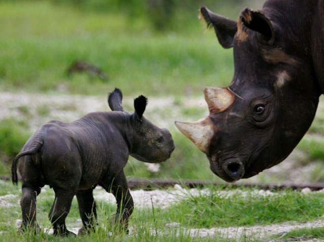 71469899JR004_Baby_Black_Rh
