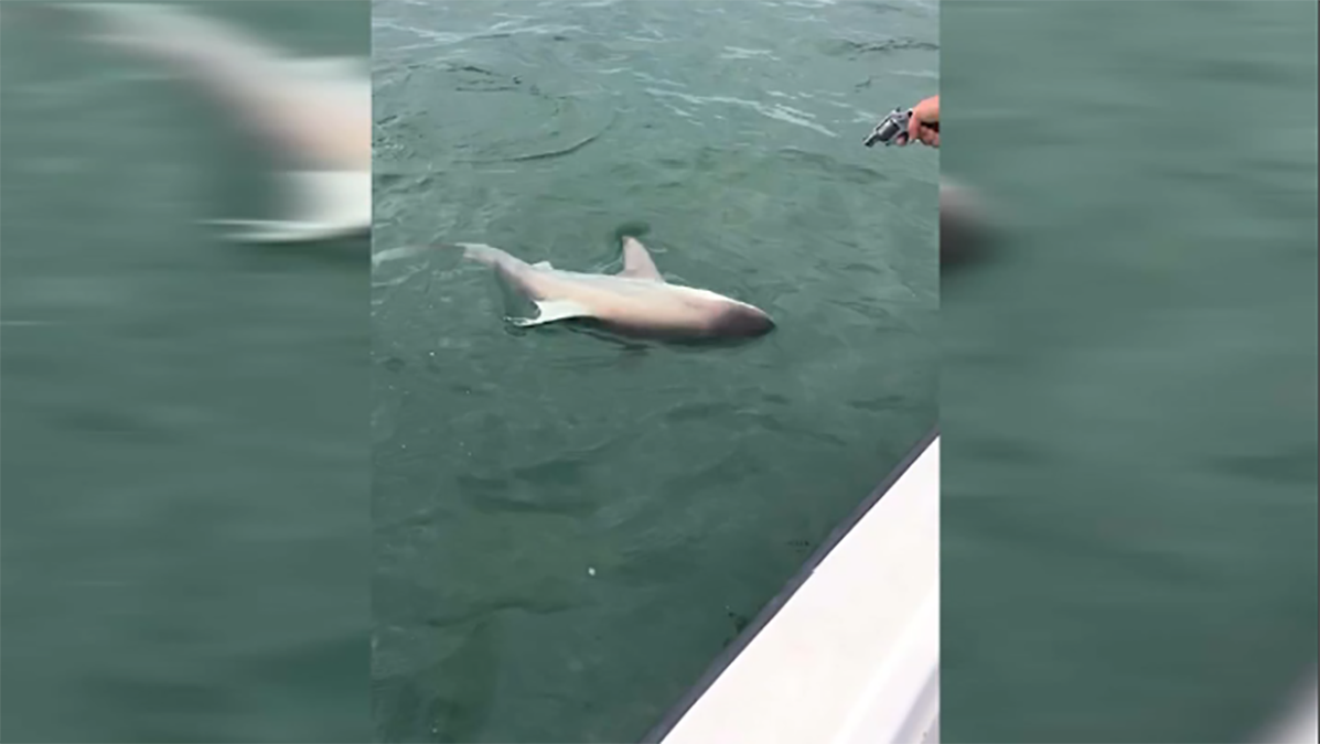New Video Shows Shark Being Shot Before Dragging Death Off Florida 