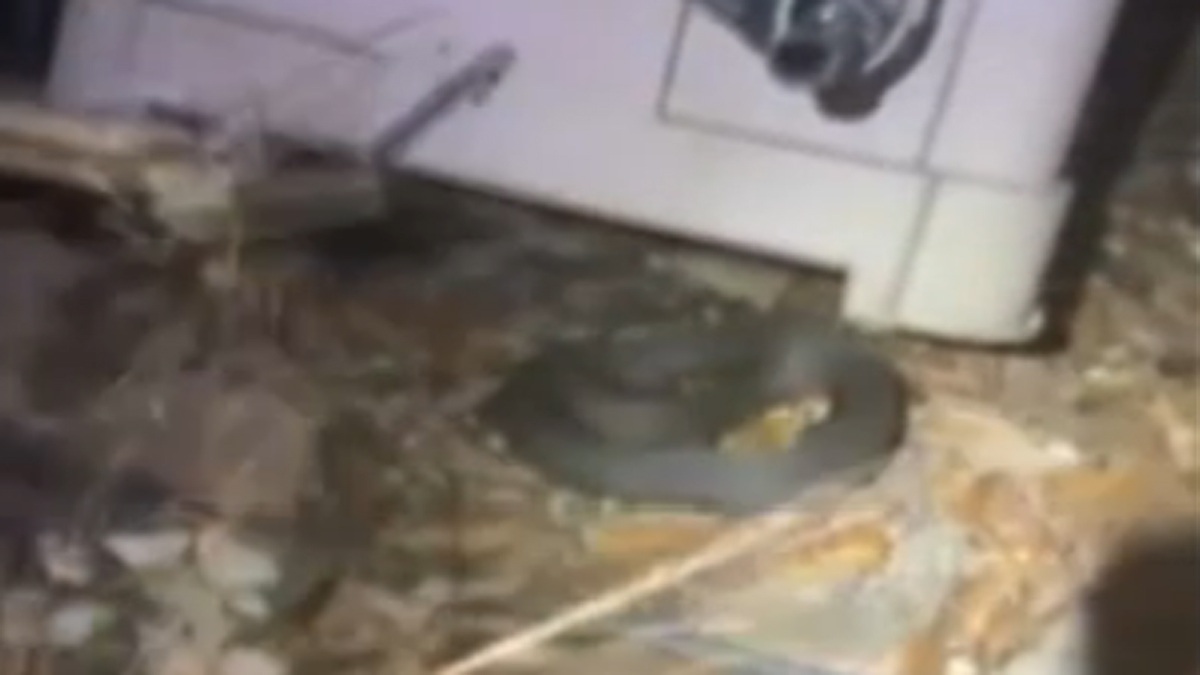 Venomous Water Moccasin Bites Pembroke Pines Resident NBC 6 South Florida