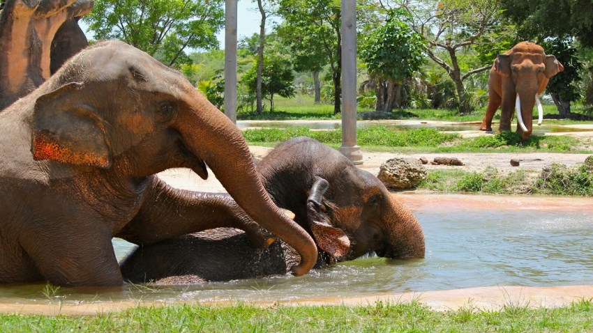 071318_elephant_in_the_zoo