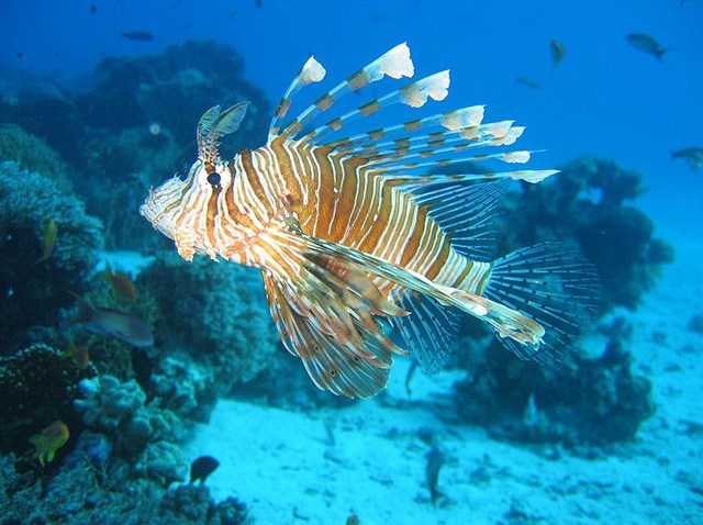 071410 lionfish